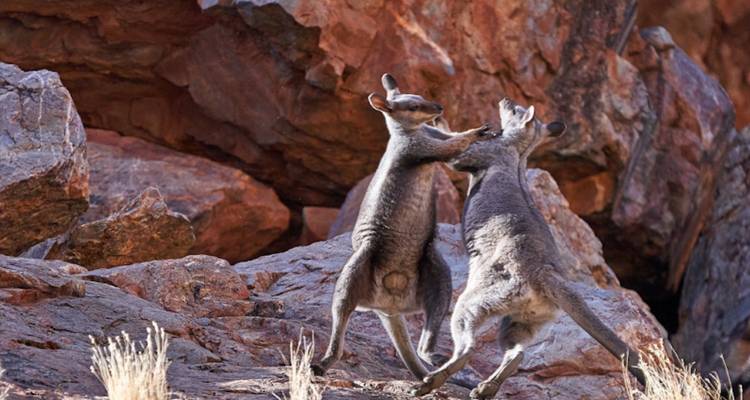 Trek The Larapinta Trail (Camping) - Autopia Tours 4