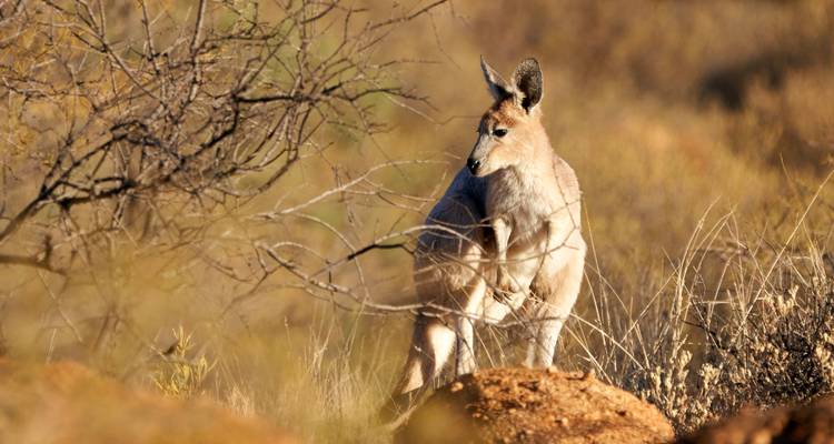 Trek The Larapinta Trail (Camping) - Autopia Tours 6