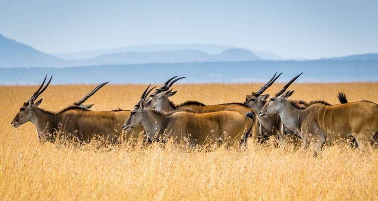 10 jours de safari au Kenya pour la lune de miel - Gracepatt Ecotours Kenya 2
