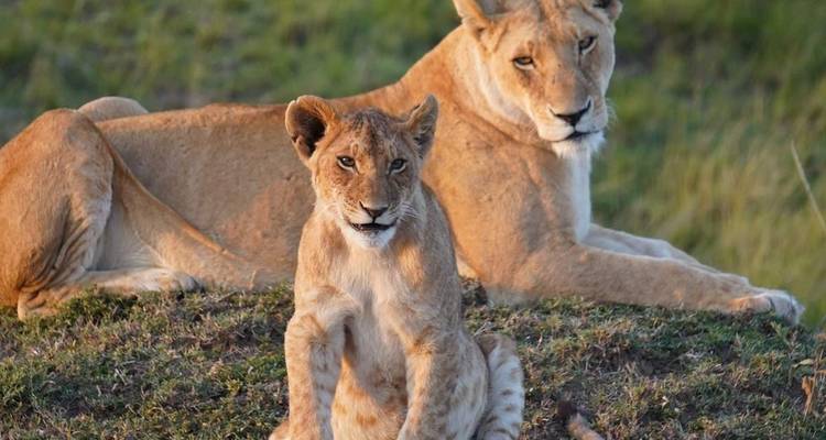 Zwei Löwen, die auf einem grasbewachsenen Hügel ruhen.