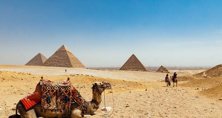 Camel with pyramids in the background in the desert.