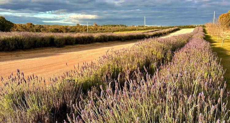 Pinnacles Lobster Yanchep Day Tour Experience - Autopia Tours 10