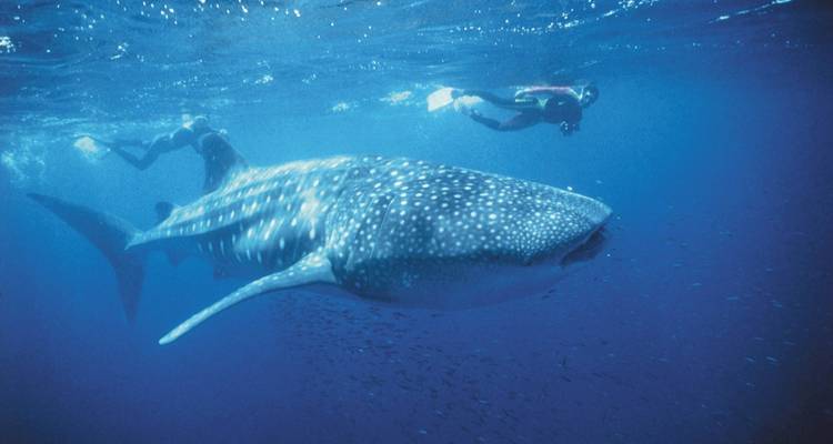 5 nuits d'aventure de Perth à Exmouth - Adventure Tours Australia 2
