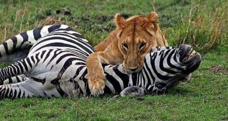 Safari de 4 días por las maravillas de Tanzania - Click Expeditions 3