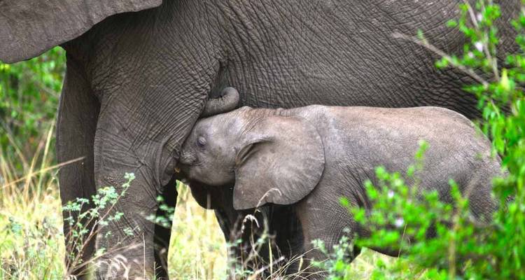 5 jours de safari en Ouganda pour observer les gorilles et la faune sauvage - Primate World Safaris (U) Ltd 1