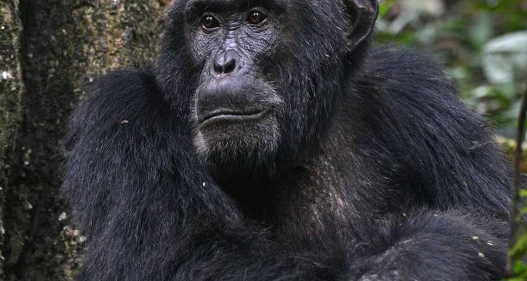 5 jours de safari en Ouganda pour observer les gorilles et la faune sauvage - Primate World Safaris (U) Ltd 3