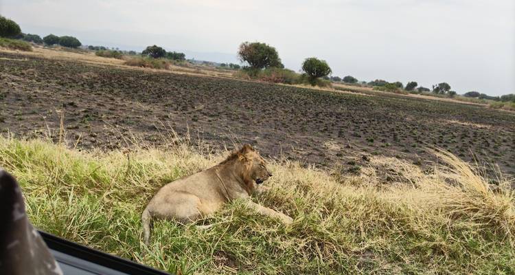5 jours de safari en Ouganda pour observer les gorilles et la faune sauvage - Primate World Safaris (U) Ltd 10