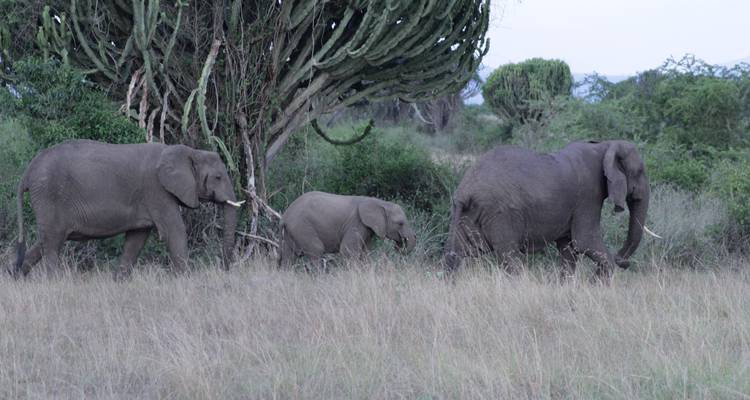 Safari de 3 jours dans le parc national Queen Elizabeth - Primate World Safaris (U) Ltd 4