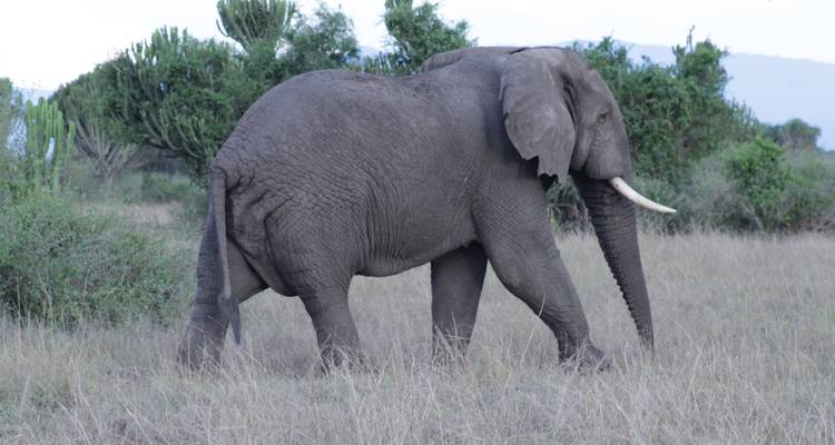 Safari de 3 jours dans le parc national Queen Elizabeth - Primate World Safaris (U) Ltd 6