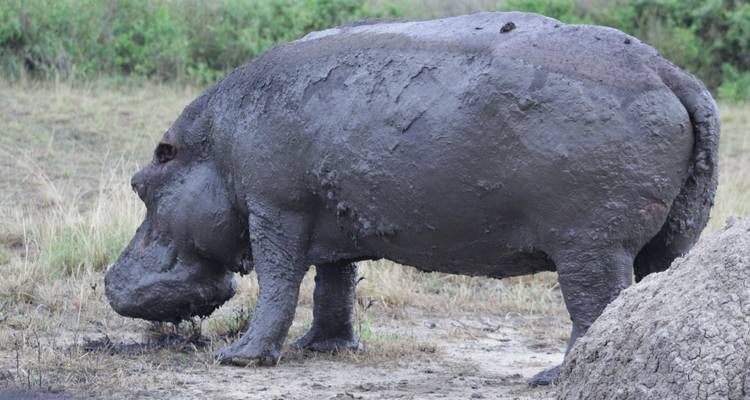 Safari de 3 jours dans le parc national Queen Elizabeth - Primate World Safaris (U) Ltd 7