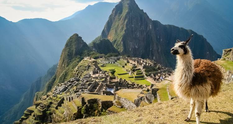 Lama die uitkijkt over Machu Picchu en het Andesgebergte.