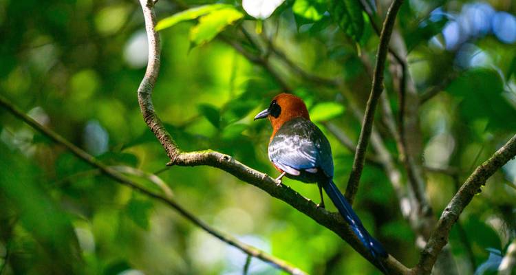 Geluxe: Costa Rica North and South: National Parks, Wildlife & Hot Springs - G Adventures 7