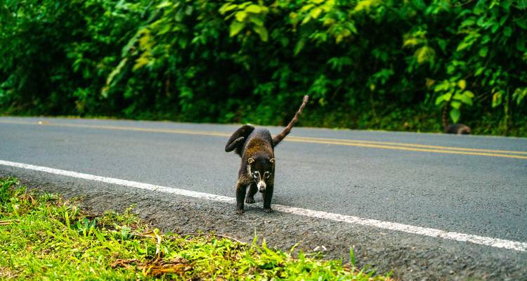 Geluxe: Costa Rica: Tortuguero, La Fortuna & Rio Celeste - G Adventures 9