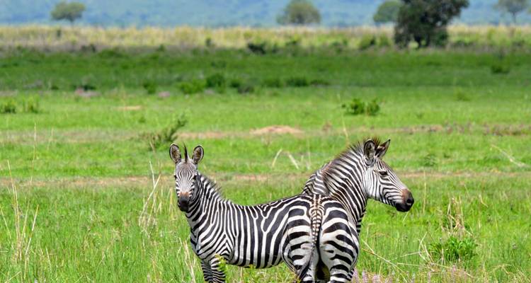 Extraordinario el mejor safari Mikumi de 3 días desde Dar es Salaam con precio razonable - Africa Natural Tours 2