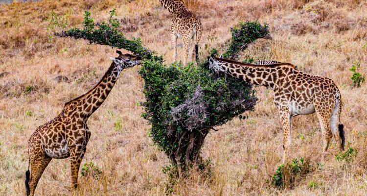 Extraordinario el mejor safari Mikumi de 3 días desde Dar es Salaam con precio razonable - Africa Natural Tours 3