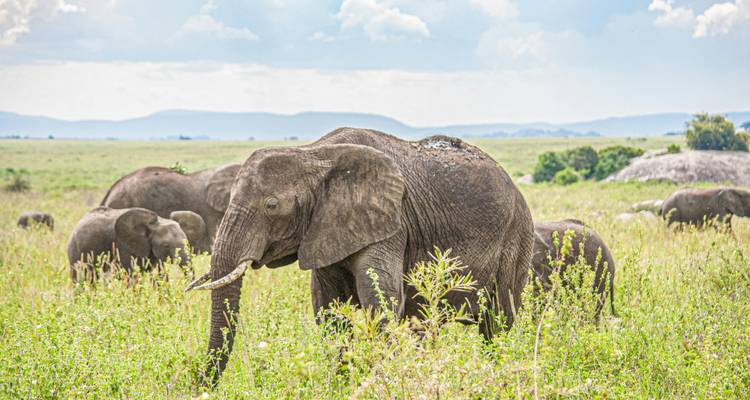 Extraordinario el mejor safari Mikumi de 3 días desde Dar es Salaam con precio razonable - Africa Natural Tours 4