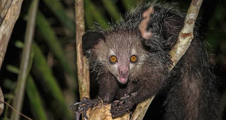 Madagascar Wildlife Safari Tour (Available all year) - HT Agency Tours 4
