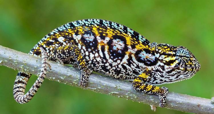 Madagascar Wildlife Safari Tour (Available all year) - HT Agency Tours 6