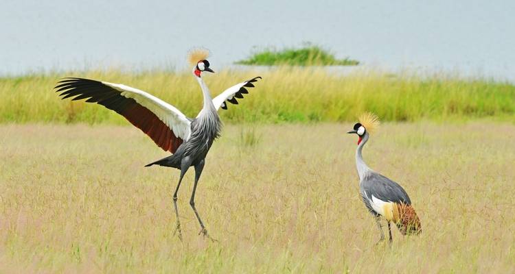 20 días de vacaciones ornitológicas en Uganda - Primate World Safaris (U) Ltd 2