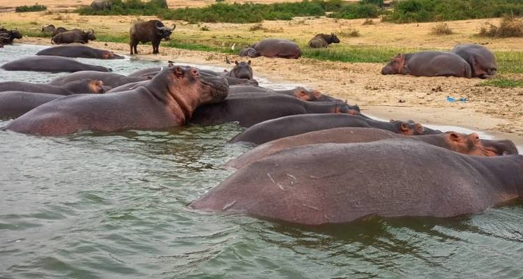 4 jours de safari de luxe à la découverte de la vie sauvage dans les chutes Murchison - Primate World Safaris (U) Ltd 1