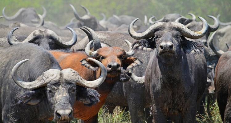 4 jours de safari de luxe à la découverte de la vie sauvage dans les chutes Murchison - Primate World Safaris (U) Ltd 4