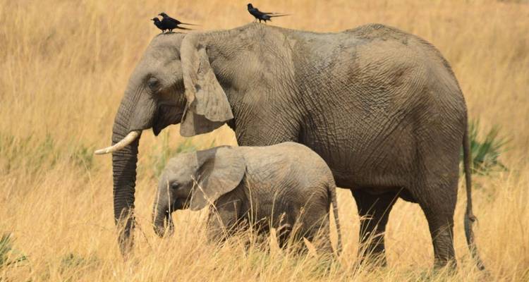 4 jours de safari de luxe à la découverte de la vie sauvage dans les chutes Murchison - Primate World Safaris (U) Ltd 6