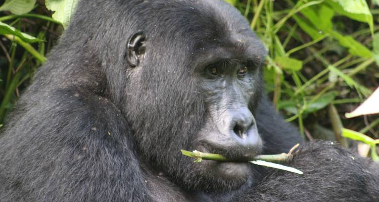 4 días de Safari de lujo por Carretera para Rastrear gorilas - Primate World Safaris (U) Ltd 1