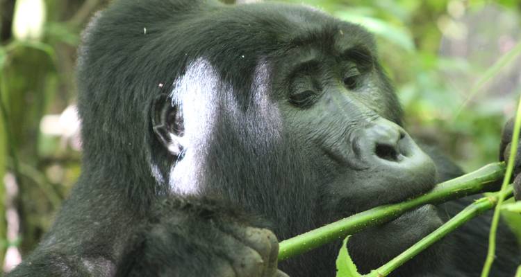4 días de Safari de lujo por Carretera para Rastrear gorilas - Primate World Safaris (U) Ltd 2
