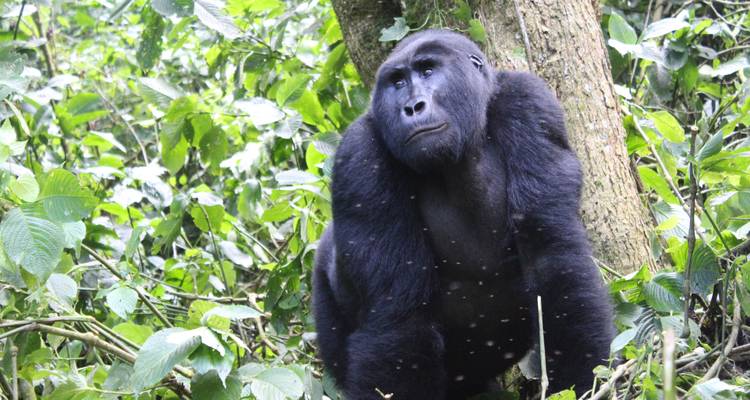 4 días de Safari de lujo por Carretera para Rastrear gorilas - Primate World Safaris (U) Ltd 3
