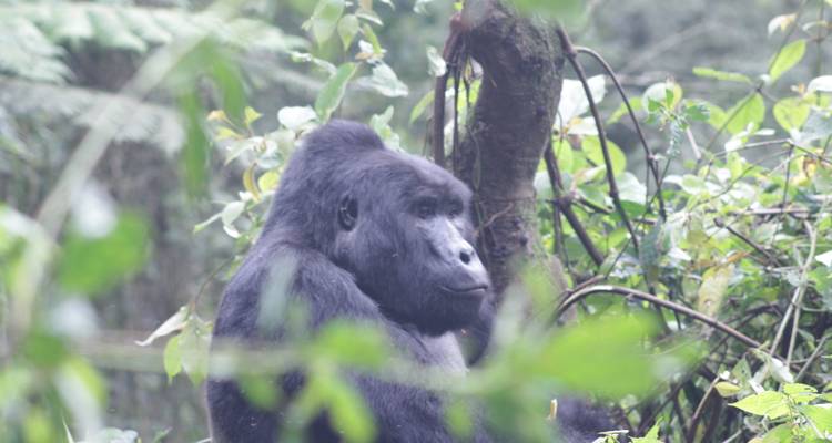 4 días de Safari de lujo por Carretera para Rastrear gorilas - Primate World Safaris (U) Ltd 4