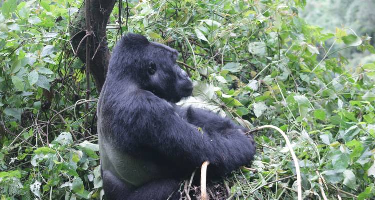 4 días de Safari de lujo por Carretera para Rastrear gorilas - Primate World Safaris (U) Ltd 7