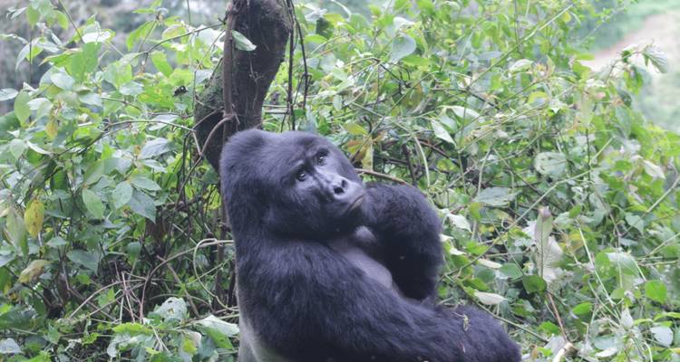 4 días de Safari de lujo por Carretera para Rastrear gorilas - Primate World Safaris (U) Ltd 8