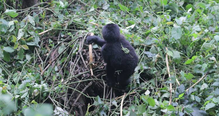 4 días de Safari de lujo por Carretera para Rastrear gorilas - Primate World Safaris (U) Ltd 9