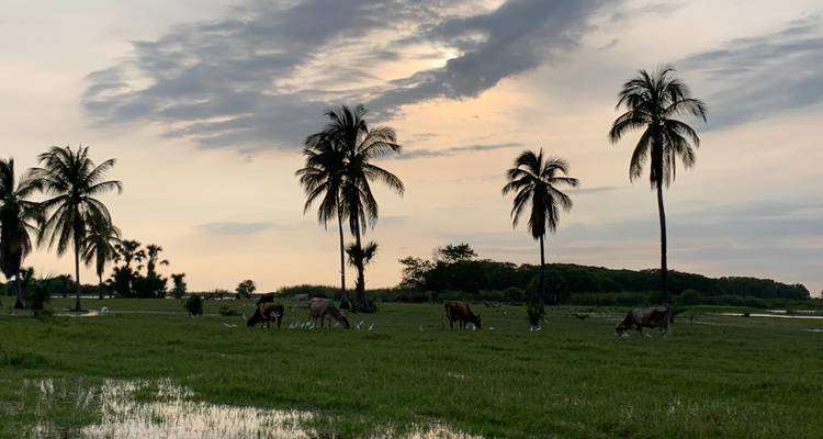 Palm trees and grazing cows in a grassy field during sunset.