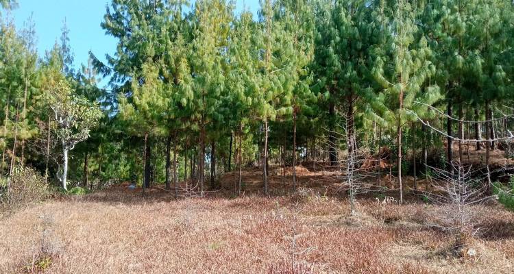 Forest area with tall trees and dry grass.