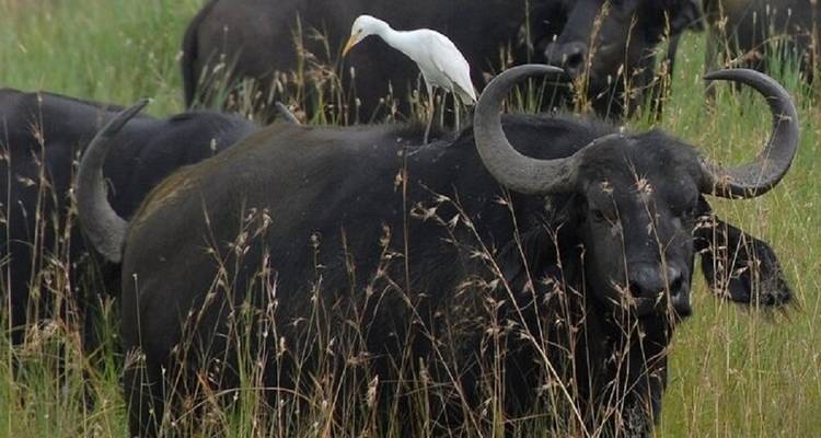 Büffel mit einem Vogel auf seinem Rücken in einem grasbewachsenen Feld.