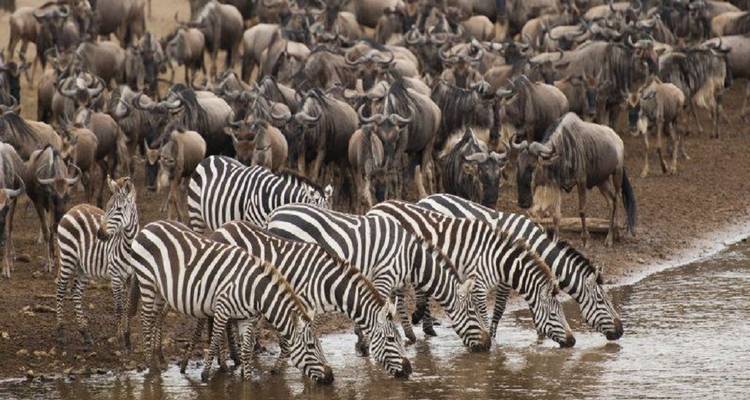 The Best 3 days Tanzania safari from Zanzibar with reasonable price - Africa Natural Tours 1