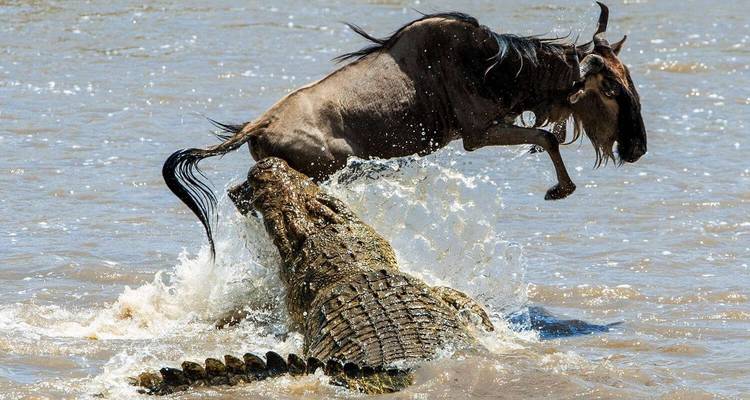 The Best 3 days Tanzania safari from Zanzibar with reasonable price - Africa Natural Tours 3
