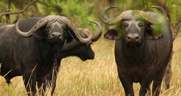 Close-up van een Afrikaanse buffel in een grasachtig gebied.