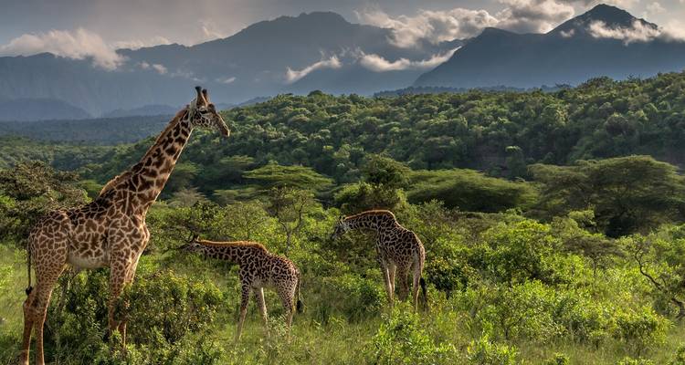 Giraffen grazend in een weelderige groene savanne.
