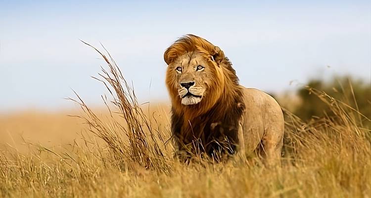 Safari de lujo de 4 días - Afrishare Trekking And Safaris 7