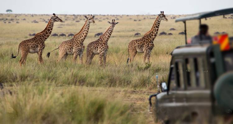 Safari de lujo de 4 días - Afrishare Trekking And Safaris 8