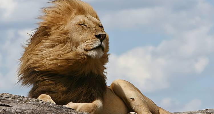 Safari de lujo de 4 días - Afrishare Trekking And Safaris 10