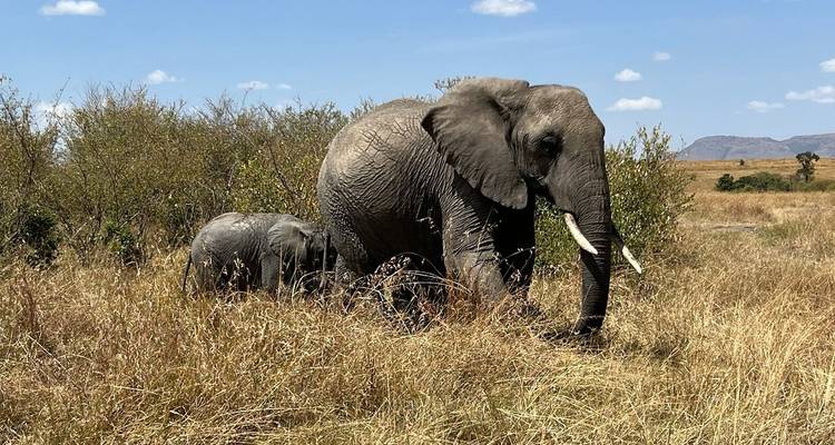 3 Days  Private Maasai Mara Sarova Luxury Safari With a 4x4 Land Cruiser Jeep - Gracepatt Ecotours Kenya 3