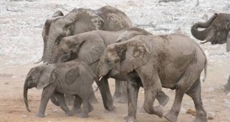 Nomade Namibie - Absolute Africa 1