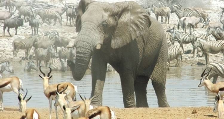 Nomade Namibie - Absolute Africa 2