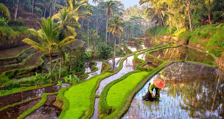 Voyage de rêve à Bali - Wingbuddy 3