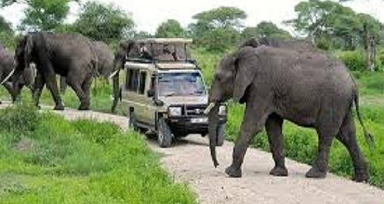 Safari-Fahrzeug umgeben von einer Elefantenherde, die die Straße überquert.