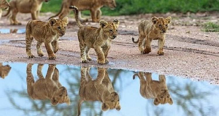 Löwenjunge, die in der Nähe einer Pfütze laufen, die ihre Bilder widerspiegelt.