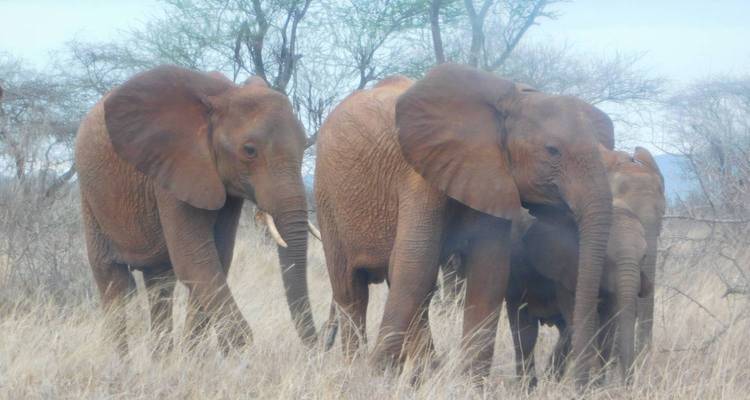 Groep olifanten in de savanne.